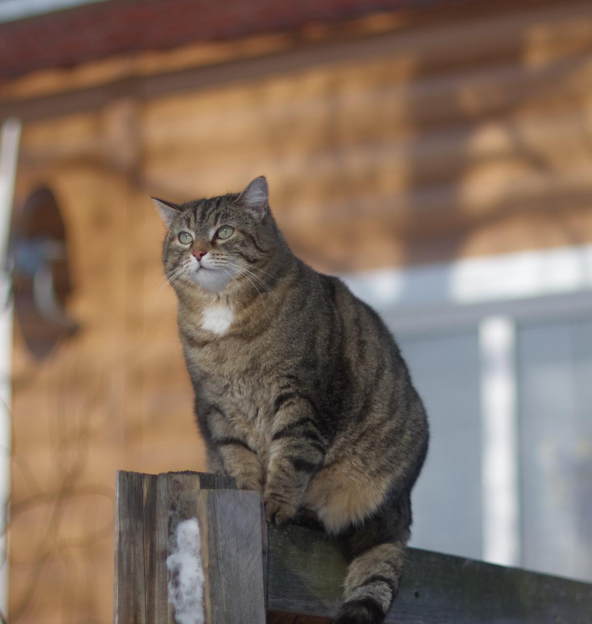 Фото Сибирячка Рыся стала первой победительницей недели в конкурсе «Главный котик Новосибирска» 3